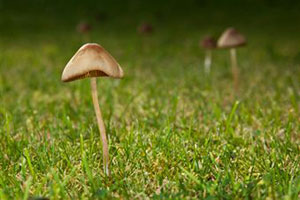 Магические грибы