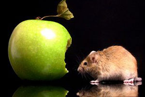 Мышь ест яблоко