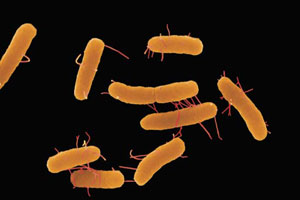 Кишечные бактерии 