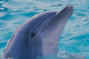 Язык дельфинов 