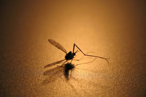 Убитый комар