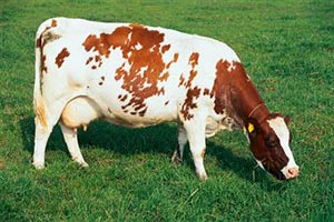 Корова ест траву