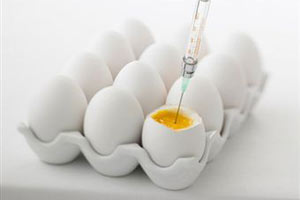 Изучение состава яиц