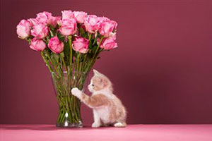 Бекет роз стоит на столе в вазе