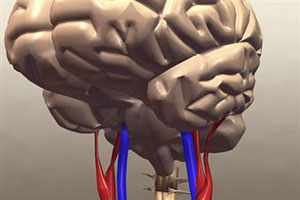 Схема мозга человека