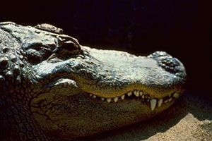 Крокодил дома