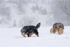 Собаки ходят по снегу