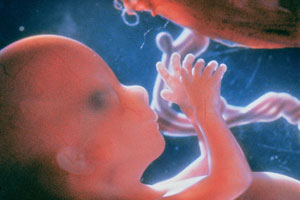 Развитие эмбриона чкловека