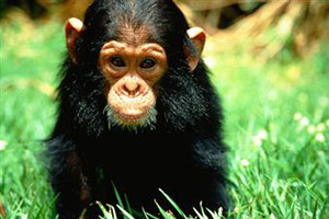 Шимпанзе сидит в зеленой траве