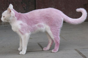 Розовый кот