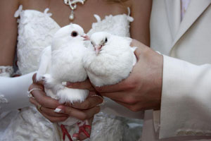 Свадебные голуби