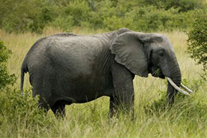 Слон ест траву