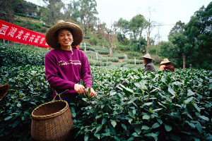 плантации чая в Китае