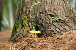 лесной гриб