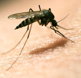 Почему дети так чувствительны к малярии?
