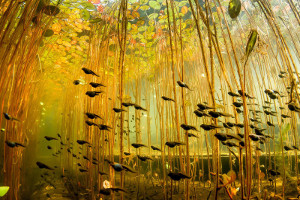 подводный лес