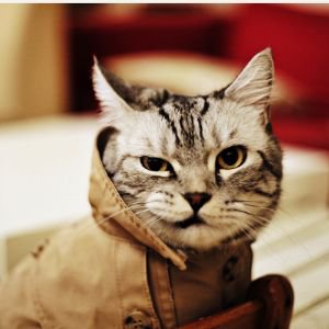 Запах кошки Избавляемся от запаха кошки