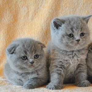 фото котят вислоухих онлайн фото котят вислоухих