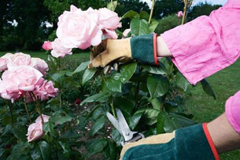 Уход за розами в саду