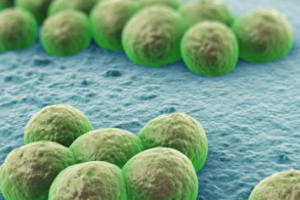 вирусы, устойчивые к антибиотикам