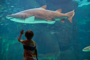 Мальчик и акула
