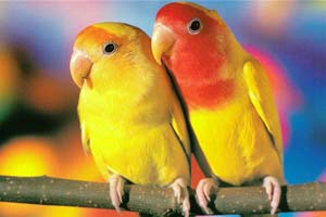 Два попугая