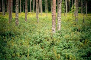 Сосновые леса Эстонии