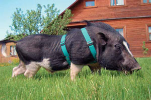 Свинка мини-пиг на даче