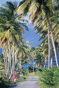 Пальмы на острове Сен-Бертельми