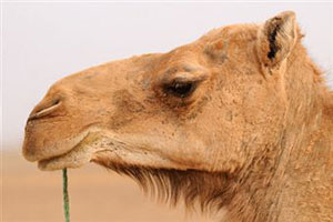 Верблюд в Сахаре