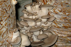 Метод выращивания грибов дома