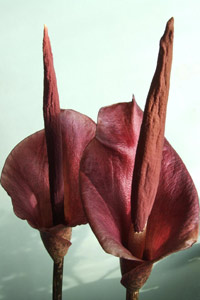 Два красных цветка аморфофаллуса