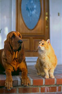 Собака бладхаунд с котом на крельце