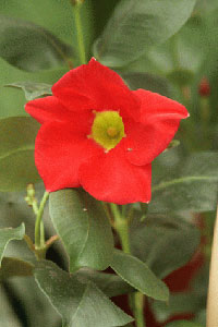 Маленький красный цветочек дипладения