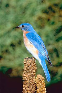 Красивая синяя птица