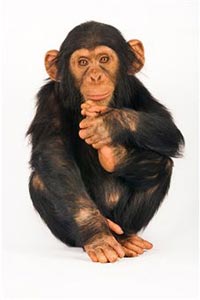 Обязьяна шимпанзе сидит на полу