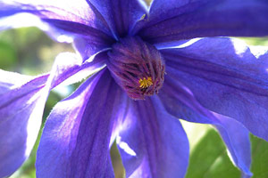 Клематисы синие цветут