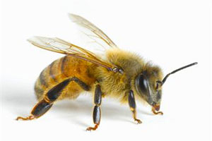 Пчелиный яд