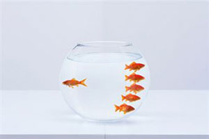 Аквариум с золотыми рыбками