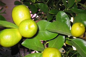 Кумкват