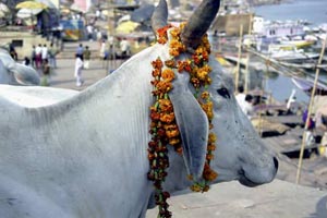 В Древней Индии корова являлась символом плодородия