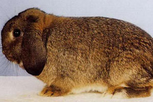 Немецкий кролик породы баран