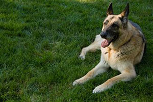 Взрослая собака породы немецкая овчарка лежит на траве