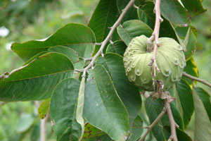 Плод на дереве аннона