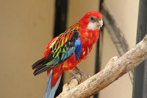 Разноцветный попугай розелла