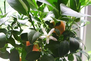 выращивать цветы апельсина