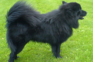 Черная собака породу хунды