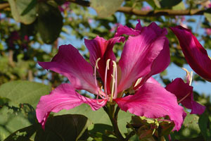 Цветок орхидейного дерева