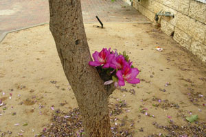 Цветок орхидейного дерева