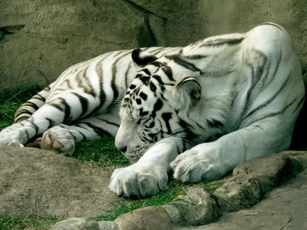 Тигр спящий стильные фото.